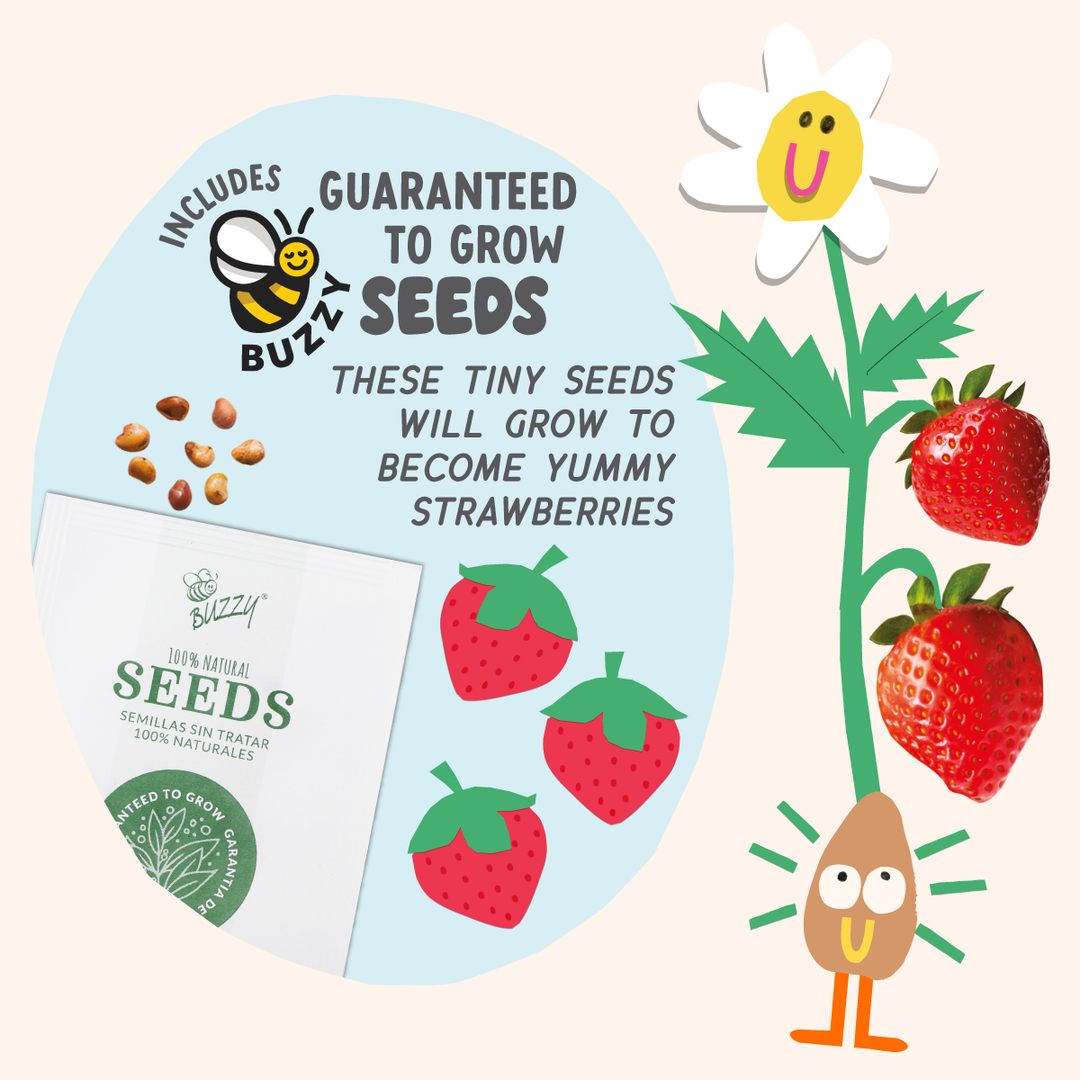 where to buy strawberry seeds Paint & Grow Strawberry – brightstripes